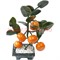 Мандариновое дерево 5 плодов